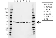 Anti DNAJA1 Antibody, clone AB01/4A12 (PrecisionAb Monoclonal Antibody) gallery image 1