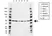 Anti DNAJA1 Antibody, clone AB01/4A12 (PrecisionAb Monoclonal Antibody) thumbnail image 1