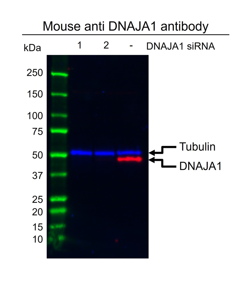 Anti DNAJA1 Antibody, clone AB01/4A12 (PrecisionAb Monoclonal Antibody) gallery image 2