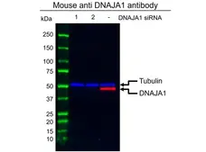 Anti DNAJA1 Antibody, clone AB01/4A12 (PrecisionAb Monoclonal Antibody) gallery image 2