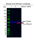 Anti DNAJA1 Antibody, clone AB01/4A12 (PrecisionAb Monoclonal Antibody) thumbnail image 2