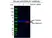 Anti DNAJA1 Antibody, clone AB01/4A12 (PrecisionAb Monoclonal Antibody) thumbnail image 2