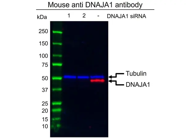 Anti DNAJA1 Antibody, clone AB01/4A12 (PrecisionAb Monoclonal Antibody) gallery image 2