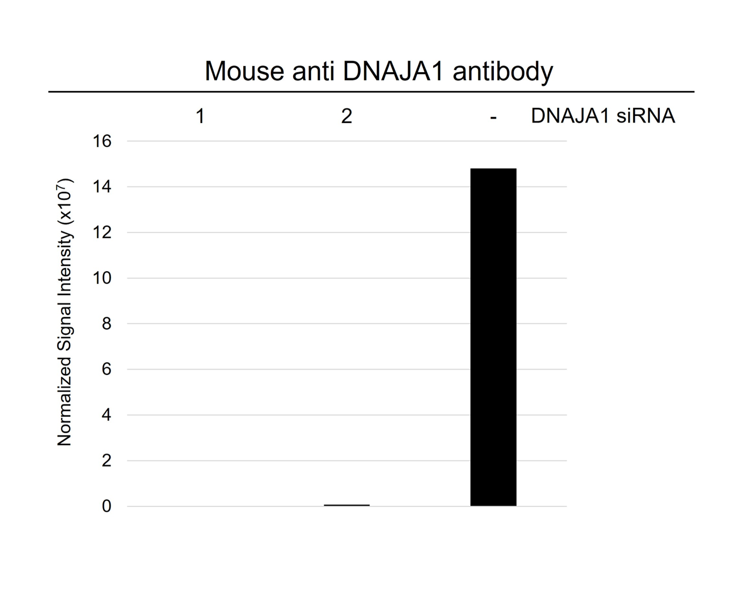 Anti DNAJA1 Antibody, clone AB01/4A12 (PrecisionAb Monoclonal Antibody) gallery image 3