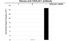 Anti DNAJA1 Antibody, clone AB01/4A12 (PrecisionAb Monoclonal Antibody) gallery image 3