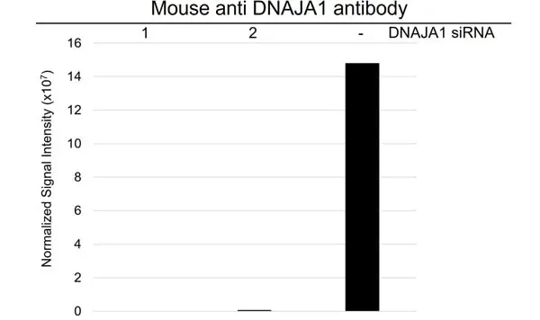 Anti DNAJA1 Antibody, clone AB01/4A12 (PrecisionAb Monoclonal Antibody) gallery image 3