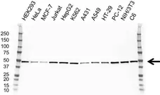 Anti DNAJA2 Antibody, clone OTI3A11 (PrecisionAb Monoclonal Antibody) gallery image 1