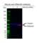 Anti DNAJA2 Antibody, clone OTI3A11 (PrecisionAb Monoclonal Antibody) thumbnail image 2