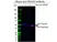 Anti DNAJA2 Antibody, clone OTI3A11 (PrecisionAb Monoclonal Antibody) thumbnail image 2