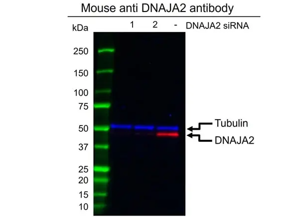 Anti DNAJA2 Antibody, clone OTI3A11 (PrecisionAb Monoclonal Antibody) gallery image 2