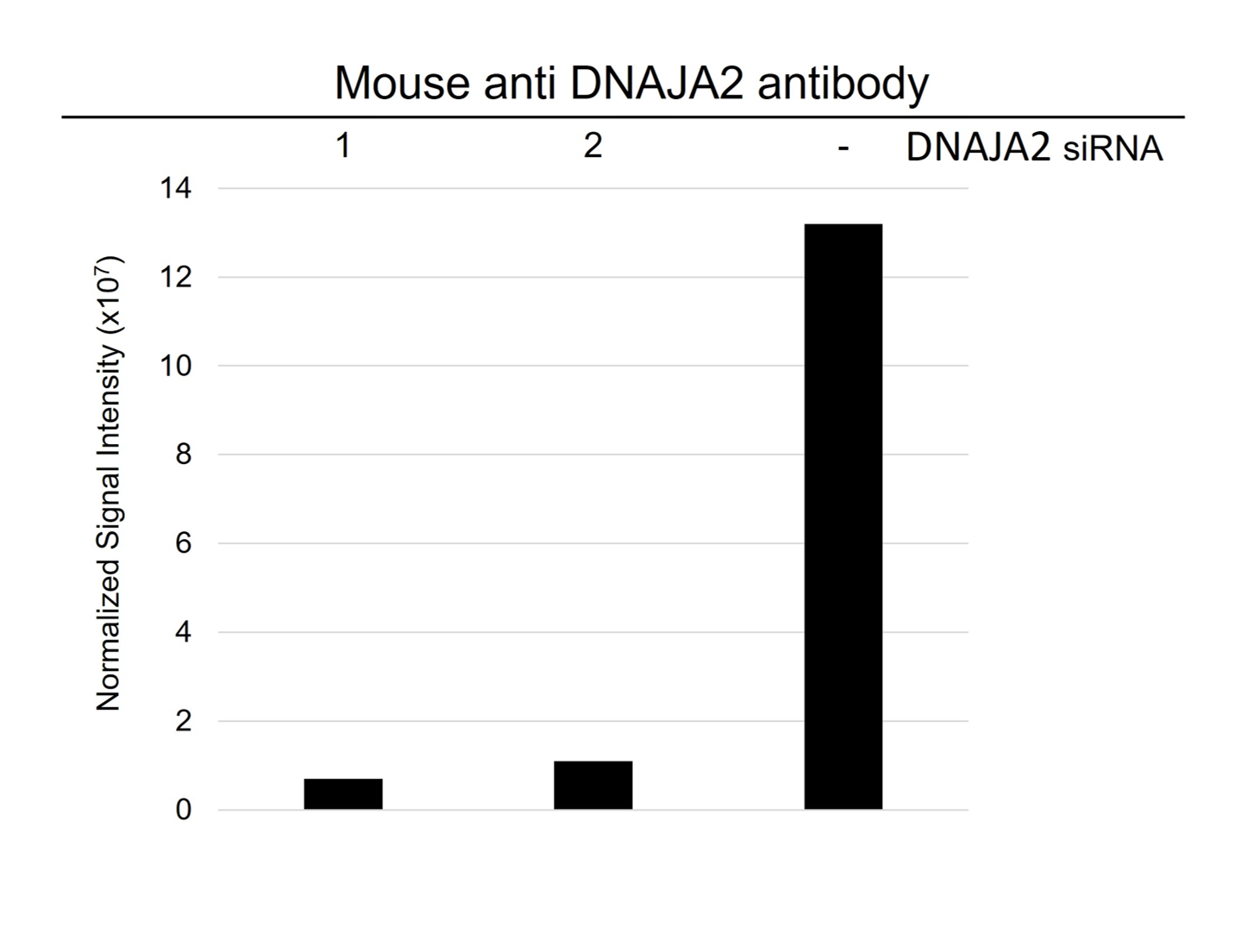 Anti DNAJA2 Antibody, clone OTI3A11 (PrecisionAb Monoclonal Antibody) gallery image 3