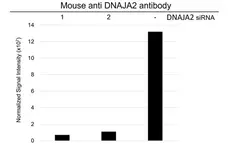 Anti DNAJA2 Antibody, clone OTI3A11 (PrecisionAb Monoclonal Antibody) gallery image 3