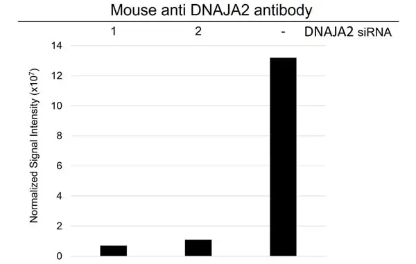 Anti DNAJA2 Antibody, clone OTI3A11 (PrecisionAb Monoclonal Antibody) gallery image 3