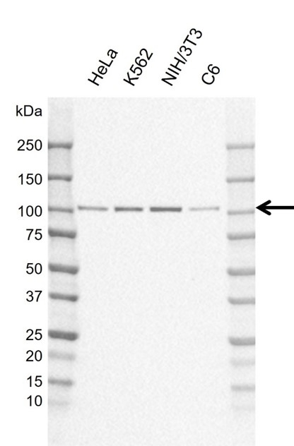 Anti Human DNM2 Antibody, clone AB02/4E12 (PrecisionAb Monoclonal Antibody) gallery image 1