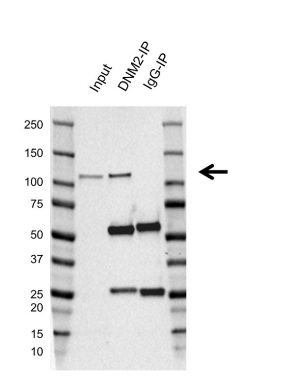 Anti Human DNM2 Antibody, clone AB02/4E12 (PrecisionAb Monoclonal Antibody) gallery image 2