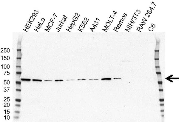 Anti Drebrin-Like Protein Antibody, clone OTI7B7 (PrecisionAb Monoclonal Antibody) gallery image 1