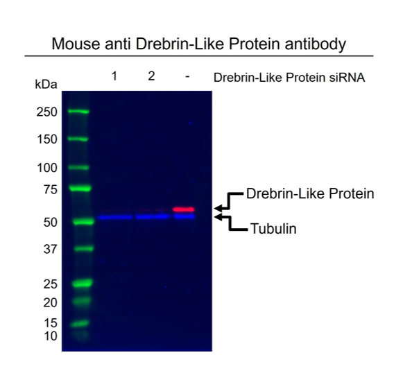 Anti Drebrin-Like Protein Antibody, clone OTI7B7 (PrecisionAb Monoclonal Antibody) gallery image 2