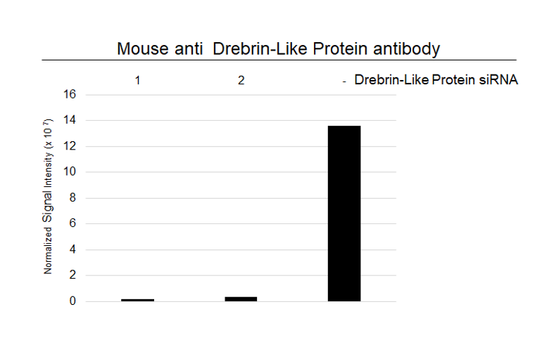 Anti Drebrin-Like Protein Antibody, clone OTI7B7 (PrecisionAb Monoclonal Antibody) gallery image 3