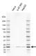 Anti Human DUSP3 Antibody, clone E02/5H5 (PrecisionAb Monoclonal Antibody) thumbnail image 1
