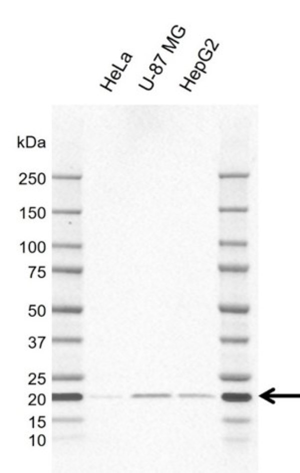 Anti Human DUSP3 Antibody, clone E02/5H5 (PrecisionAb Monoclonal Antibody) gallery image 1