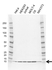 Anti Dynein Light Chain 1 Cytoplasmic Antibody, clone AB02/2C7 (PrecisionAb Monoclonal Antibody) thumbnail image 1