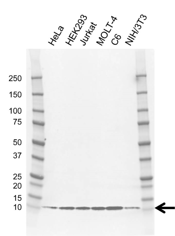 Anti Dynein Light Chain 1 Cytoplasmic Antibody, clone AB02/2C7 (PrecisionAb Monoclonal Antibody) gallery image 1