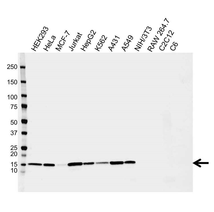 Anti E-FABP Antibody, clone CPTC30 (PrecisionAb Monoclonal Antibody) gallery image 1