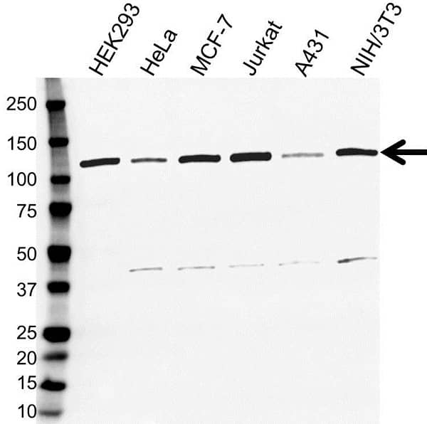 Anti E3 UBIQUITIN-PROTEIN Ligase CBL Antibody, clone 3B12 (PrecisionAb Monoclonal Antibody) gallery image 1