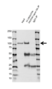 Anti E3 UBIQUITIN-PROTEIN Ligase CBL Antibody, clone 3B12 (PrecisionAb Monoclonal Antibody) thumbnail image 2