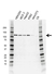 Anti E3 UBIQUITIN-PROTEIN Ligase CBL Antibody, clone AB01/1D1 (PrecisionAb Monoclonal Antibody) thumbnail image 1