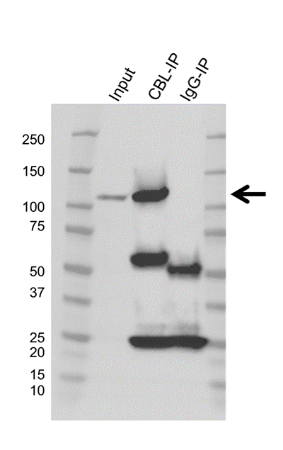 Anti E3 UBIQUITIN-PROTEIN Ligase CBL Antibody, clone AB01/1D1 (PrecisionAb Monoclonal Antibody) gallery image 2