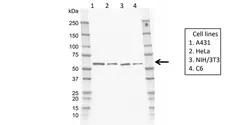 Anti Human E3 UBIQUITIN-PROTEIN Ligase CBL-C Antibody, clone rEF02/4F8 gallery image 1