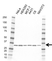 Anti EB1 Antibody, clone AB03/4B6 (PrecisionAb Monoclonal Antibody) thumbnail image 1