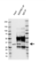 Anti EB1 Antibody, clone AB03/4B6 (PrecisionAb Monoclonal Antibody) thumbnail image 2