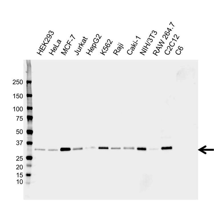 Anti EBAG9 Antibody, clone CPTC14 (PrecisionAb Monoclonal Antibody) gallery image 1
