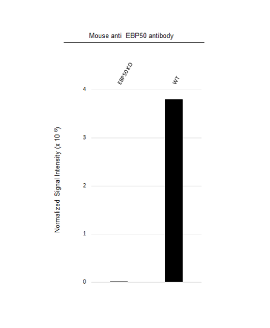 Anti EBP50 Antibody, clone EBP-10 (PrecisionAb Monoclonal Antibody) gallery image 2