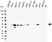 Anti EBP50 Antibody, clone EBP-10 (PrecisionAb Monoclonal Antibody) thumbnail image 3