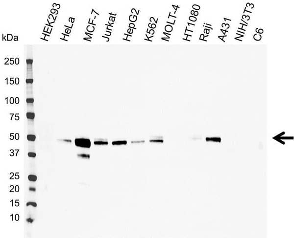 Anti EBP50 Antibody, clone EBP-10 (PrecisionAb Monoclonal Antibody) gallery image 3