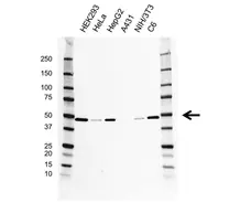 Anti eEF1A1 Antibody, clone F02/1E3 (PrecisionAb Monoclonal Antibody) gallery image 1