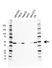 Anti eEF1A1 Antibody, clone F02/1E3 (PrecisionAb Monoclonal Antibody) thumbnail image 1