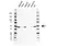 Anti eEF1A1 Antibody, clone F02/1E3 (PrecisionAb Monoclonal Antibody) thumbnail image 1