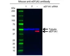 Anti eEF1A1 Antibody, clone F02/1E3 (PrecisionAb Monoclonal Antibody) gallery image 2