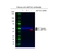 Anti eEF1A1 Antibody, clone F02/1E3 (PrecisionAb Monoclonal Antibody) thumbnail image 2