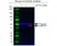 Anti eEF1A1 Antibody, clone F02/1E3 (PrecisionAb Monoclonal Antibody) thumbnail image 2