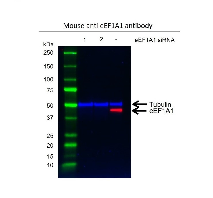 Anti eEF1A1 Antibody, clone F02/1E3 (PrecisionAb Monoclonal Antibody) gallery image 2