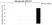 Anti eEF1A1 Antibody, clone F02/1E3 (PrecisionAb Monoclonal Antibody) thumbnail image 3
