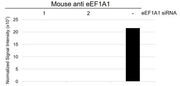 Anti eEF1A1 Antibody, clone F02/1E3 (PrecisionAb Monoclonal Antibody) gallery image 3
