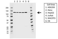 Anti EFTUD2 Antibody, clone AB03/1B9 (PrecisionAb Monoclonal Antibody) gallery image 1