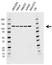 Anti EFTUD2 Antibody, clone AB03/1B9 (PrecisionAb Monoclonal Antibody) thumbnail image 1