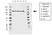 Anti EFTUD2 Antibody, clone AB03/1B9 (PrecisionAb Monoclonal Antibody) thumbnail image 1
